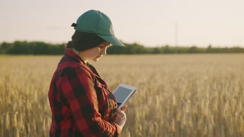 A Female Agronomist Walks By a Wheat Field Inspecting the Harvest at Sunset