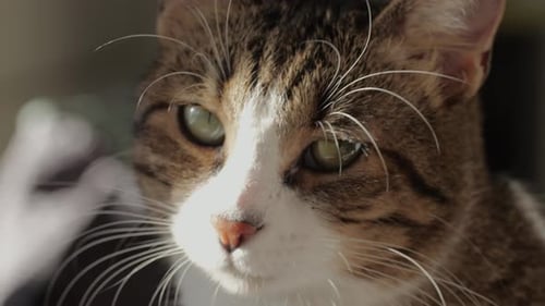 Close Up of a Brown and White Tabby Cat