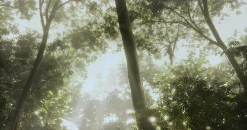 Sunlight Filters Through Lush Foliage in a Serene Forest at Dawn