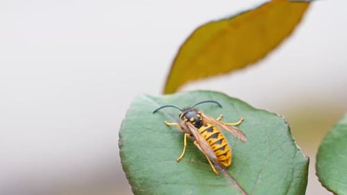 Honey Bee - 2K