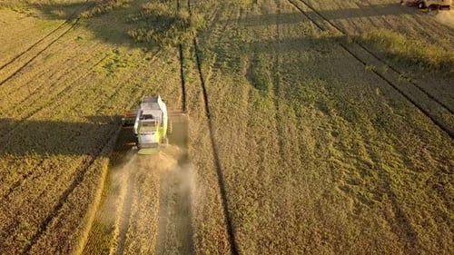 Aerial View of Combine Harvester Harvesting Large Golden Ripe Wheat Field Agriculture From Drone