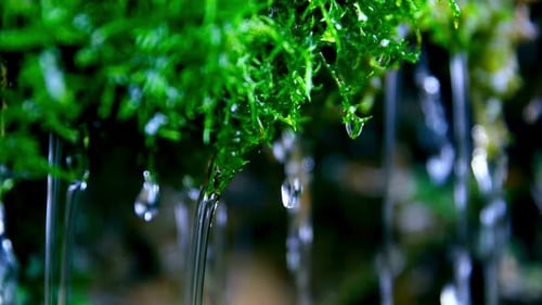 Water Drop Falling
