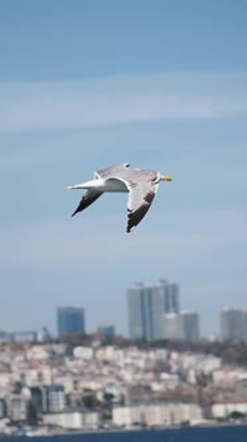 Seagull Soaring Over a City Skyline During a Clear Day