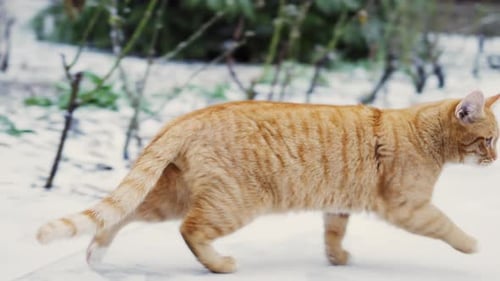 Gato atigrado naranja caminando por un suelo cubierto de nieve al aire libre durante el invierno