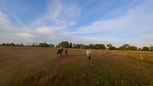 Herd of Horses Running Across a Field at Sunset