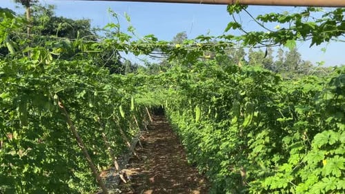 the beauty of traditional bitter melon vegetable farming