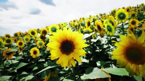 Bright Sunflowers Bloom in a Vibrant Field Under a Clear Sky in Summer