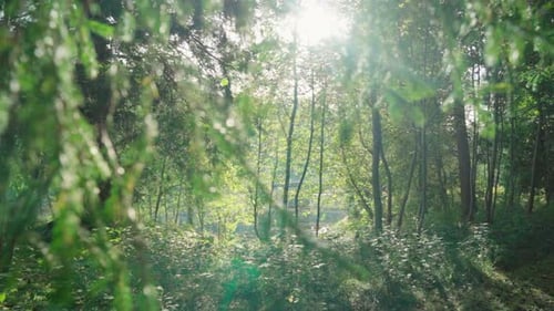 Walk back through woody landscape, sunrays shining