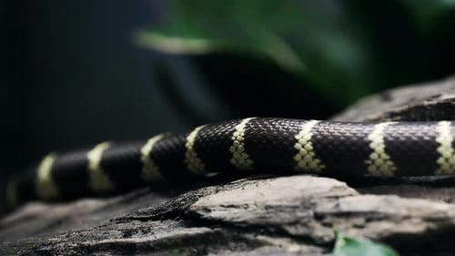 Serpent royal de Californie se déplaçant lentement sur des rochers dans un terrarium, gros plan
