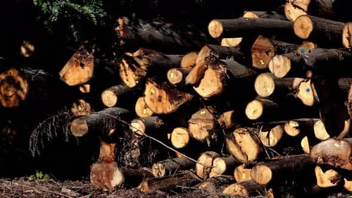 Pile of Cut Logs Stacked in a Forest