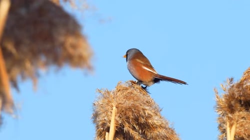 Bearded Reedling