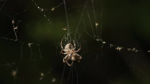Big Scary Frightening Garden Spider Sitting At Night On Web Waiting For Victim