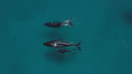 Whales Swimming Together in the Open Ocean