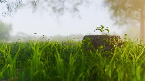 Young growing green leaf sprout on old dead cut tree stump