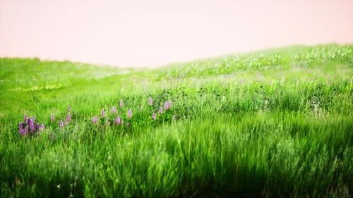 Green Grass Landscape with Hills and Blue Sky