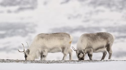 Arctic Reindeer grazing in the frozen landscape of the Arctic circle