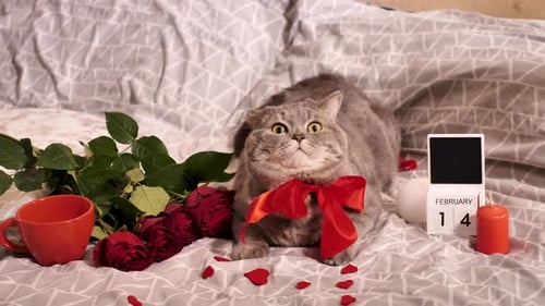 Cat with Red Bow Surrounded by Valentines Day Decorations