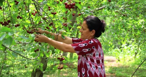Closeup of woman harvesting ripe cherries