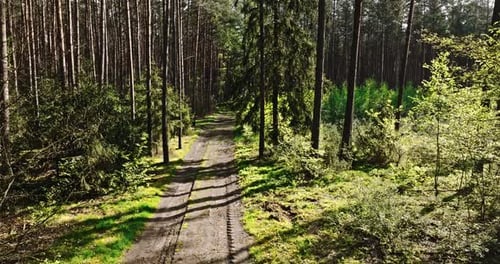 Country path in green forest in spring at sunlight, Poland.