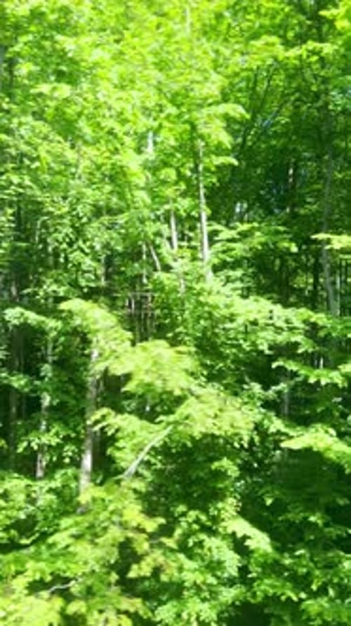View from the train window to the green spring forest. Vertical video.