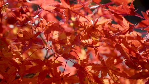 Herbstfarben in Japan. Nahaufnahme von roten Ahornblättern in voller Blüte