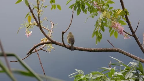 a camouflaged Palm tanager being aware of its surroundings whilst perched on a branch