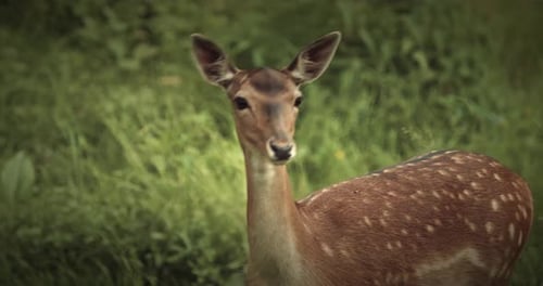 Majestic Deer Standing Gracefully in Lush Green Meadow