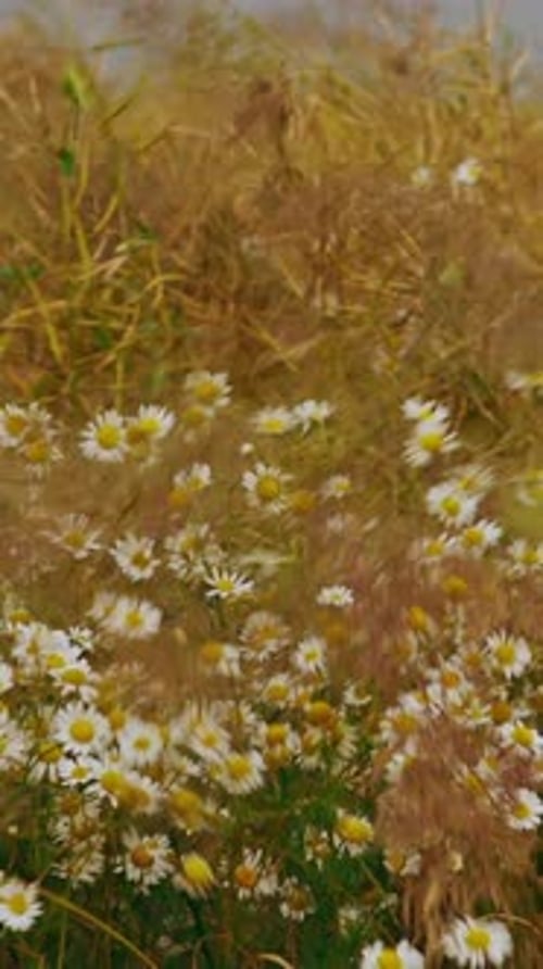 Summer Meadow With Blooming Wild