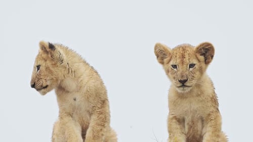 Afrikanische Tierbabys Entzückende junge Löwenbabys in freier Wildbahn