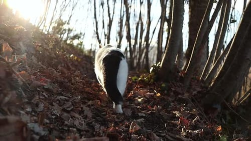 black and white cat wags its tail and walks among the leaves in the woods at sunset, slow motion tra
