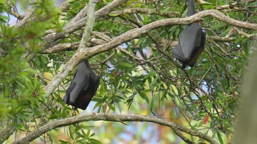 Zwei riesige Fledermäuse, sogenannte Flugfüchse, schlafen tagsüber in einem Baum.