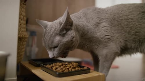 Gray Cat Eating Dry Food from Bowl at Home
