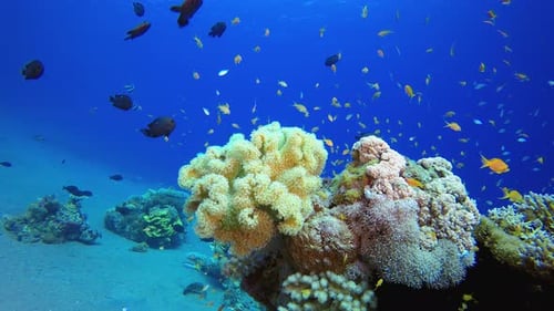 Colorful Fish Swimming Around Coral Reef Underwater