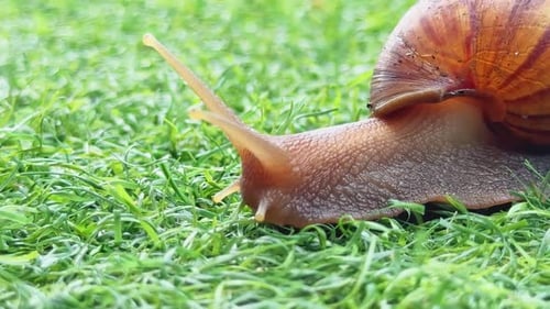 Nahaufnahme einer Schnecke, die im Morgenlicht auf frischem grünem Gras kriecht