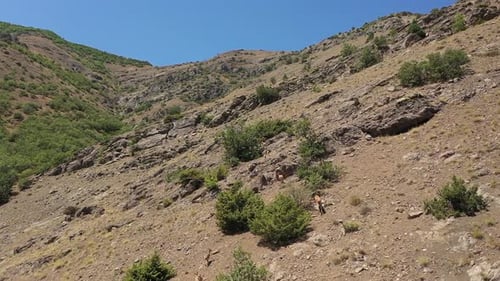 Aerial View Of Herd Of Wild Goats Climbing Mountains 2
