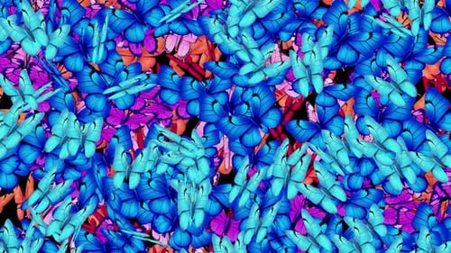 Vibrant Butterflies Decorative Background Animation Loop