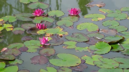 A Reservoir on Which Beautiful Red Water Lilies Grow