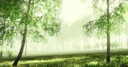 Tranquil Forest Setting with Soft Morning Light and Lush Greenery