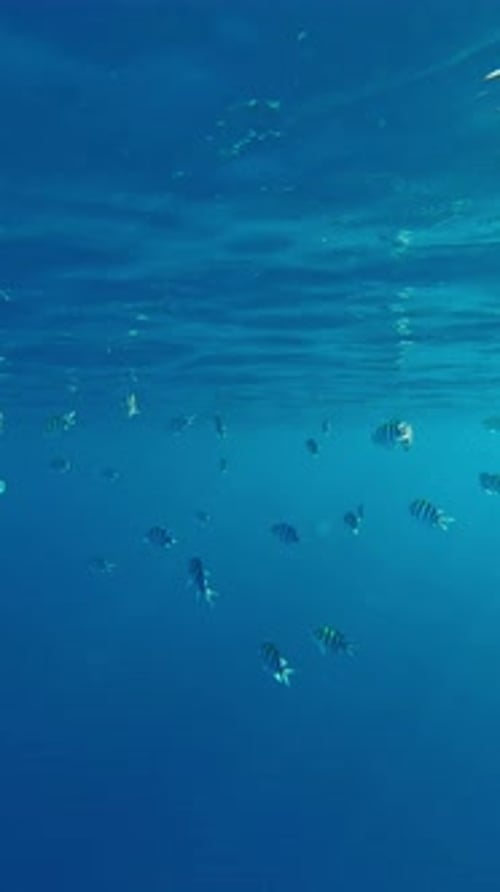 School of Indo-Pacific sergeant (Abudefduf vaigiensis) feeding below top water reflected in it