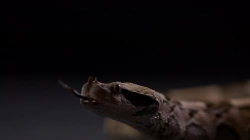 Gaboon viper against dark background sticks out tongue - close up on face