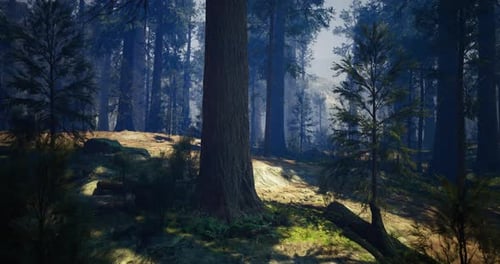 Beautiful Forest Landscape with Sunlight Filtering Through Trees in Morning