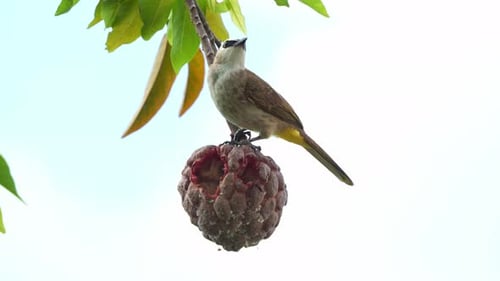 A Yellow-vented bulbul perches on a red custard apple in the backyard, wondering around the surround