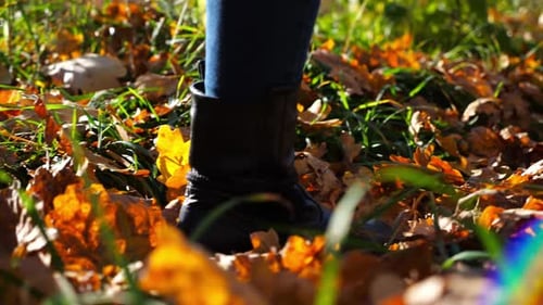 Close Up to Female Feet in Boots Going Along Trail on Fallen Dry Leaves Legs of Young Woman Stepping
