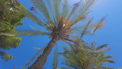 Palm tree, clear blue sky, exotic flowering plant, The Arecaceae in Spain