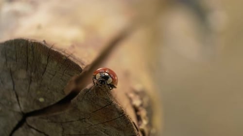 Nahaufnahme eines kleinen Marienkäfers auf einem Baumstamm, verschwommener Hintergrund