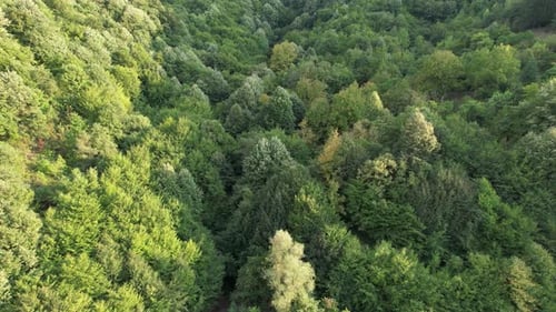 Aerial Forest and Mountain