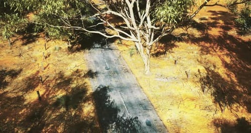 Scenic Dirt Road Winding Through a Vibrant Australian Landscape in Sunlight
