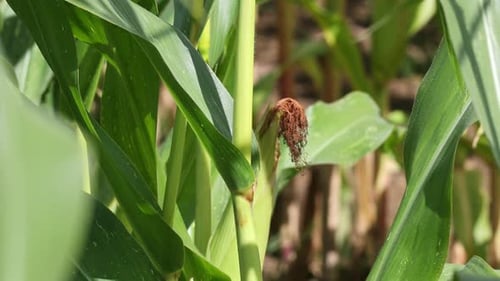 Close-up of corn cobs in the field of the corn plantation.