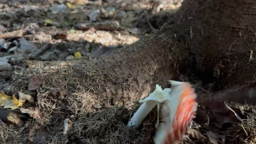 Fly Agaric Mushroom knocked over in Forest
