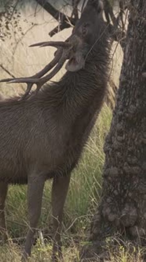 Cerf Sambar Rusa Unicolore mâle mangeant des feuilles d'arbres dans le parc national de Ranthambore, Rajasthan, Inde